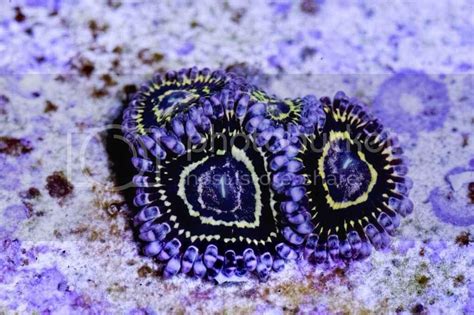 A vast range of lighting units will work well for <b>zoanthid</b> corals, it's crucial to choose a system that suits your tank. . Most expensive zoanthids